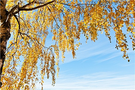 桦树,黄叶,蓝天