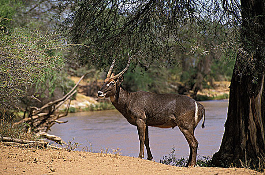 普通,水羚,雄性,站立,靠近,河,公园,肯尼亚