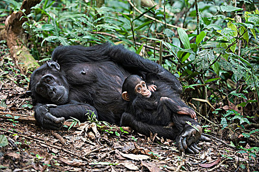 黑猩猩,类人猿,母亲,四个,老,幼仔,西部,乌干达