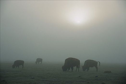 美洲野牛,野牛,晨雾,黄石国家公园,怀俄明