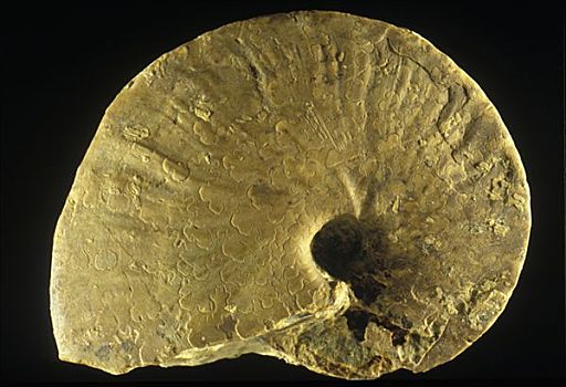 菊石,化石,三叠纪,时期,塔拉戈纳省,西班牙