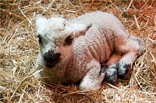 诞生,羊羔