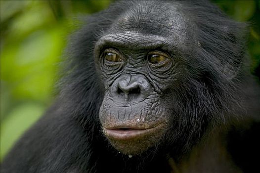 倭黑猩猩,雌性,孤儿,黑猩猩,刚果