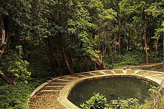 树,树林,国家公园,北阿坎德邦,印度