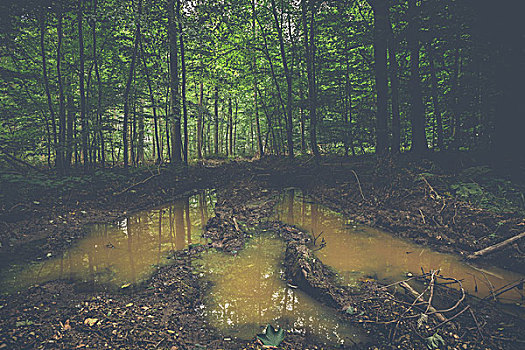 泥,暗色,树林,绿色,树
