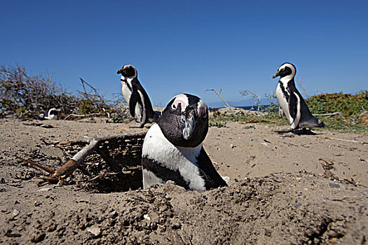 黑脚企鹅,凝视,上方,漂石,海滩,南非
