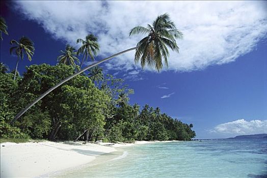 自然风光,海滩,棕榈树,热带海岛,所罗门群岛