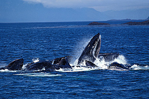 鲸,大翅鲸属,鲸鱼,群,张嘴,抓住,磷虾,阿拉斯加