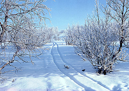 瑞典,小路,雪,木头