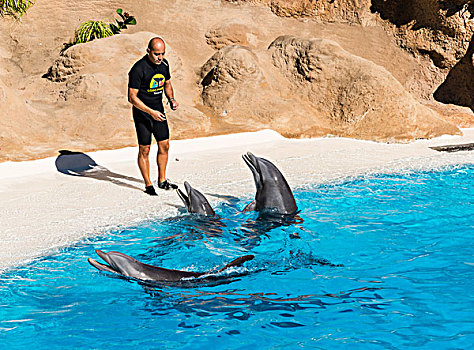 海豚,表演,公园,动物园,波多黎各,圣克鲁斯-德特内里费,特内里费岛,加纳利群岛,西班牙,欧洲