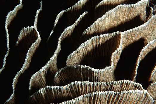 所罗门群岛,特写,蘑菇,珊瑚,折,脊