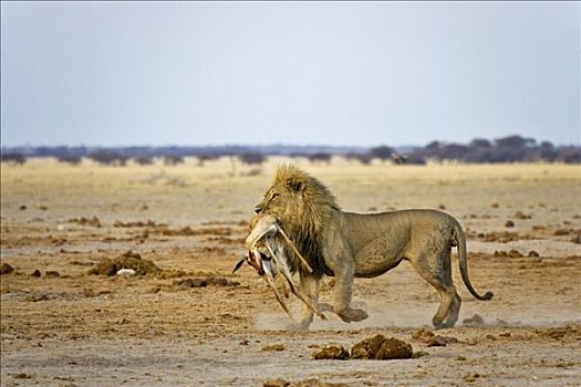 狮子,雄性,杀死,跳羚,马卡迪卡迪盐沼,国家公园,博茨瓦纳,非洲