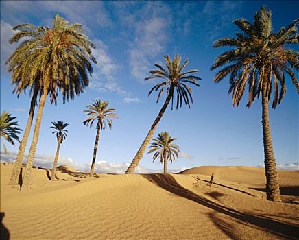 沙漠,突尼斯