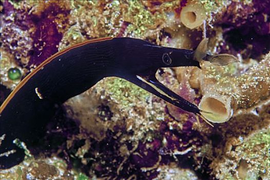 带,鳗鱼,黑色,幼小,阶段,印度尼西亚,亚洲