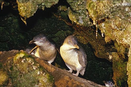 小蓝企鹅,神仙企鹅,一对,蹦跳,石头,悬崖,港口,维多利亚,澳大利亚