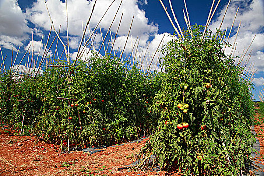 西红柿,种植园,伊比沙岛,西班牙,欧洲