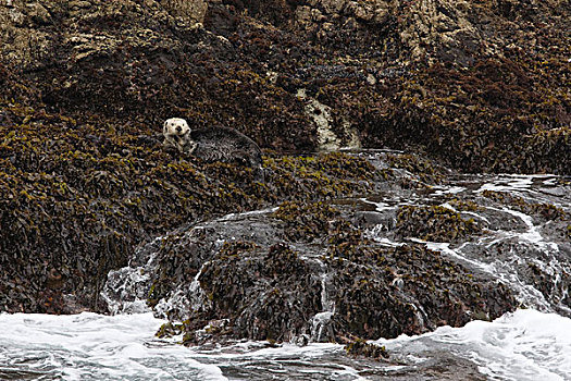 海獭,休息,岸边,遮盖,海藻,罗伯士角州立保护区,加利福尼亚