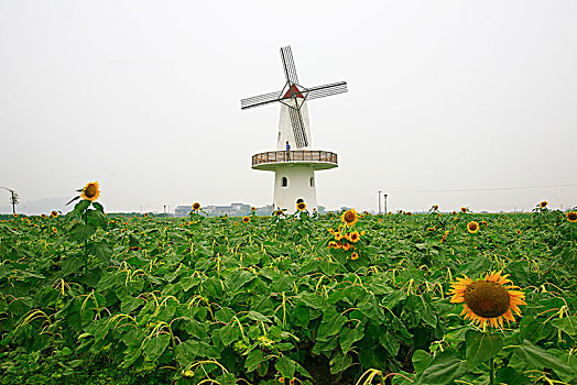 向日葵,向阳花