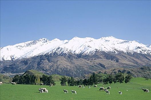 绵羊,青草,地点,南阿尔卑斯山,山脉,雪山,瓦纳卡,南岛,新西兰