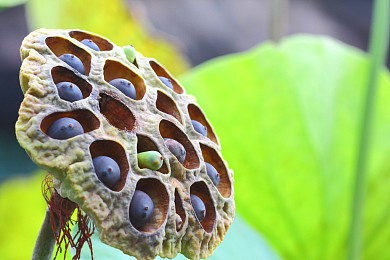 荚莲属植物图片