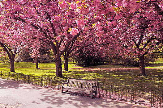 空,公园长椅,树荫,樱花,树