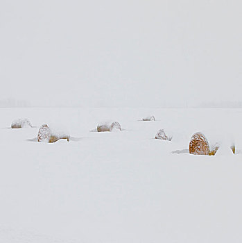 积雪,干草包,土地,艾伯塔省,加拿大
