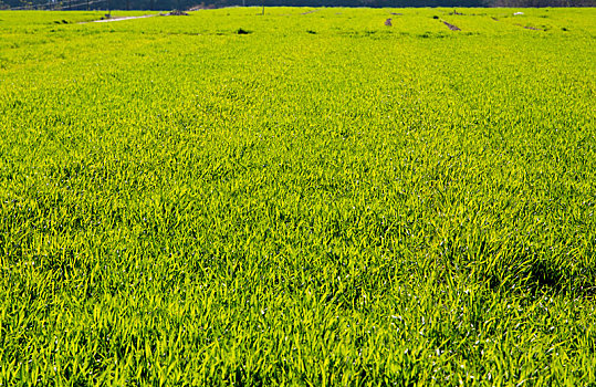 麦田