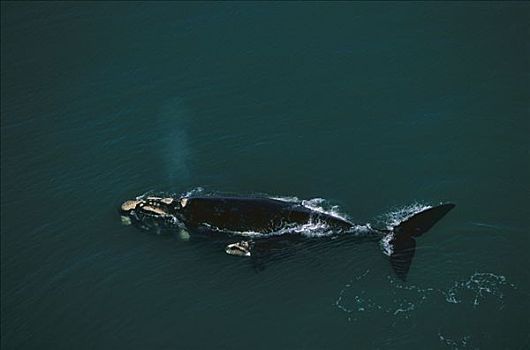 南露脊鲸,平面,南非