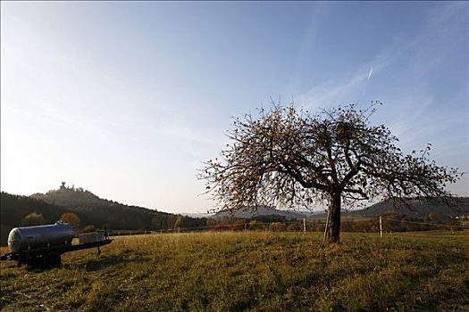 苹果树,区域,莱茵兰普法尔茨州,德国,欧洲