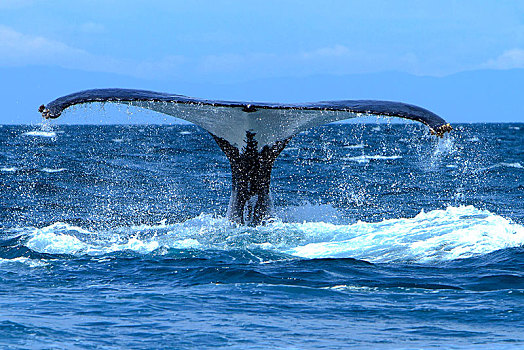 驼背鲸,大翅鲸属,鲸鱼,展示,鲸尾叶突,巴拿马,中美洲