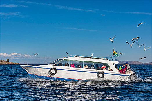 船,海鸥,提提卡卡湖,玻利维亚,南美