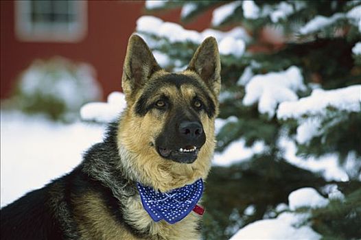 德国牧羊犬,狗,成年,肖像,雪中,手绢,颈部