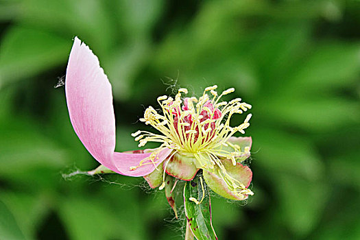 芍药花,花卉,花海,鲜花