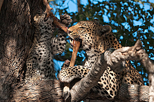豹,喂食,树上,博茨瓦纳