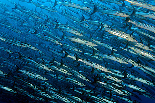 成群,梭鱼,梭鱼属,苏拉威西岛,印度尼西亚,亚洲