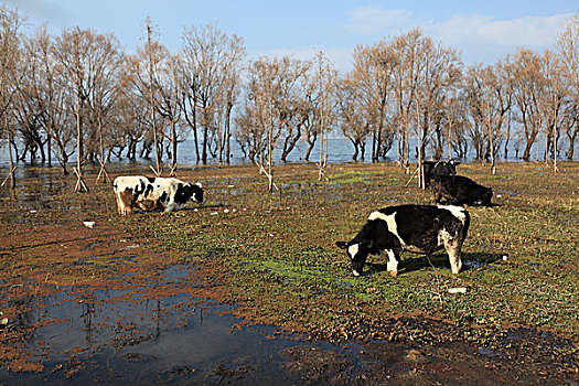 湿地放牛