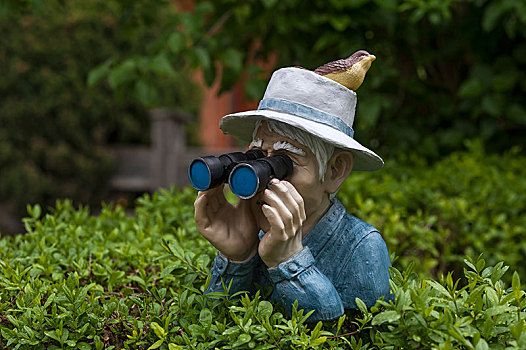 人像,鸟,帽子,双筒望远镜,看,上方,树篱,巴伐利亚,德国,欧洲