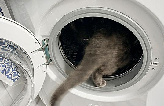 猫,洗衣机