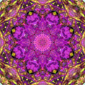 照片,花,宗教坛场,紫色,粉色,黄色