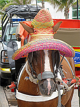 马车,马,穿,阔边帽,科苏梅尔,墨西哥,加勒比