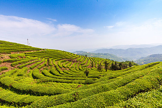 晴日里的茶场很壮观