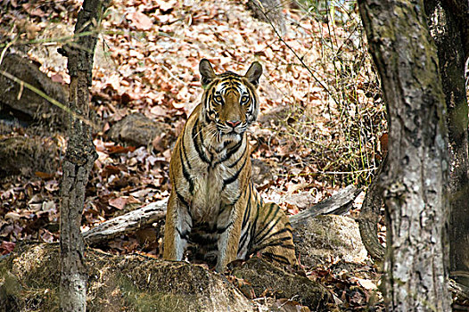 孟加拉虎,虎,女性,班德哈维夫国家公园,印度