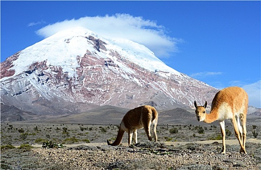层状火山,钦博拉索省,山脉,安第斯山,厄瓜多尔