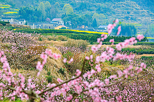 桃园,桃花,桃林