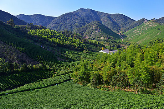 湖州妙西镇暮霞山茶山