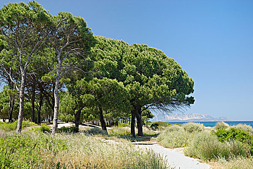松树,意大利伞松,沙滩,沙丘,海滩,萨丁尼亚,意大利,欧洲