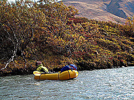 女人,保护区,河,德纳里峰国家公园,室内,阿拉斯加,秋天