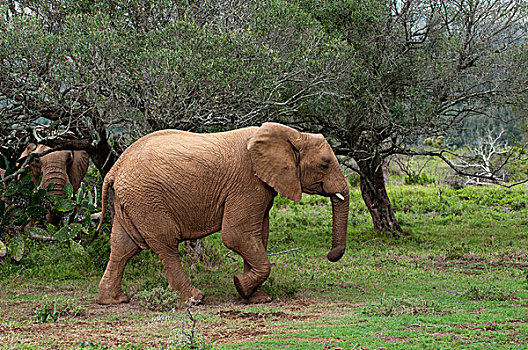 大象,非洲象,禁猎区,南非