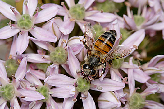 蜜蜂,意大利蜂,花,花蜜,塞浦路斯