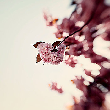 春天,花,枝条,阳光